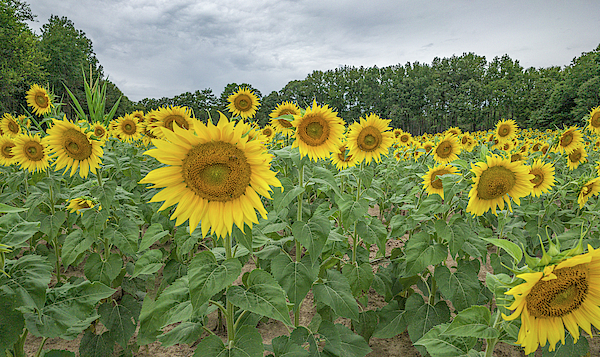 Sunflowers 2019-08 06 by Jim Dollar Sunflowers 2019-08 06 by Jim Dollar
